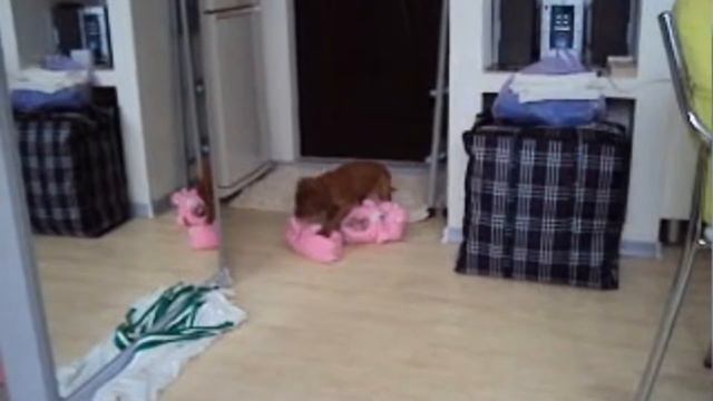Розовые тапки)) Ирландский сеттер. смотреть онлайн