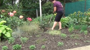 ОВСЯНИЦА СИЗАЯ Кусты стареют  Как я с ними поступаю