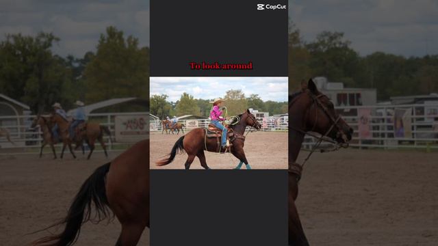 My brother is the other person on the horse in one of the photos. смотреть онлайн