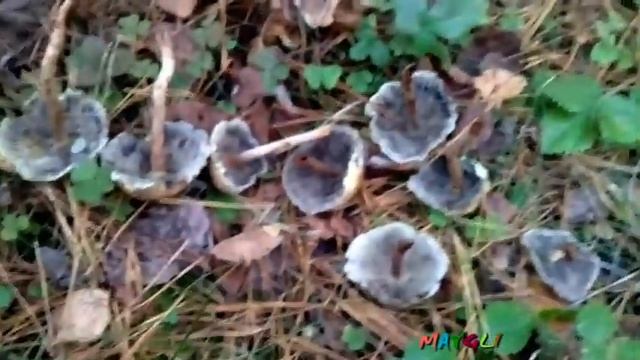 Распознаем Съедобные Грибы. Ложные Опята Маковые. смотреть онлайн