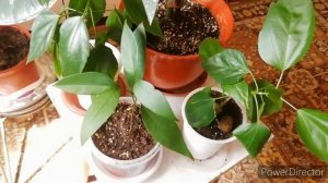 Комнатные цветы/ ОБЗОР КОМНАТНЫХ ЦВЕТОВ. //Цветы в доме.