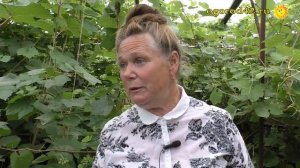 А не выращивать ли в Сибири виноград в теплице?