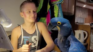 "Я тоже артист!И тоже должен быть в гриме!"- доказывает Ромео Остапу! Гиацинтовый Ара, попугай ара