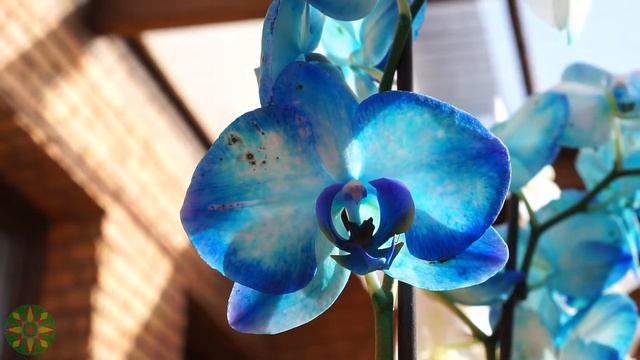 Beautiful Orchids [22-06-19] part 1 смотреть онлайн
