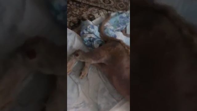 Первые шаги львенка Симбы смотреть онлайн