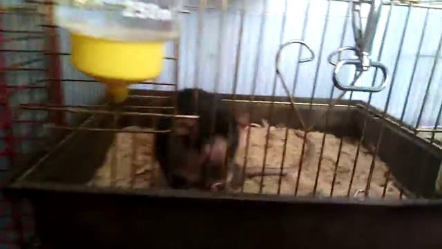 Какие есть у нас животные. смотреть онлайн