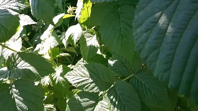 Летняя обрезка и уход за малиной в июне. смотреть онлайн