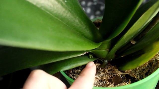 Цветонос или детка?Вопрос!!! А может сразу два цветоноса?Что растет у орхидеи? смотреть онлайн