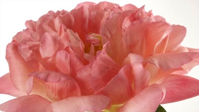 Blooming Peony || смотреть онлайн