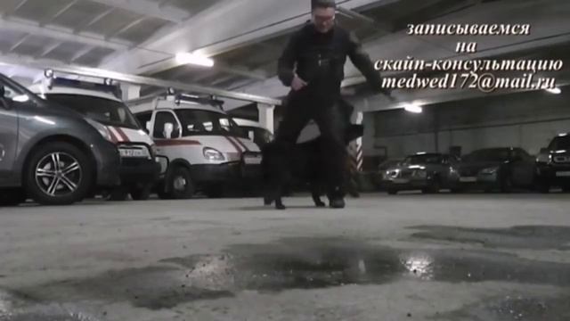 Эфир Маяка "Я И МОЙ ХВОСТ" . Беседа с преподавателем КГСХА. смотреть онлайн