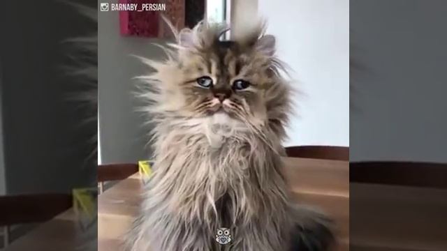 Прикольные котоны!!! смотреть онлайн