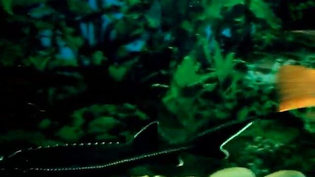 ПОПУГАИ СО СТЕРЛЯДКОЙ смотреть онлайн