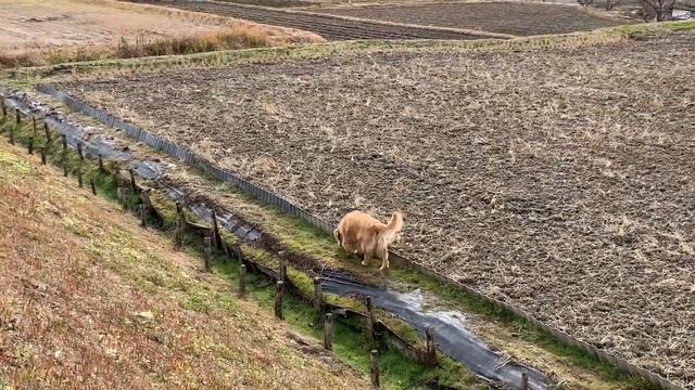 笑かしてくれるイブキの背中滑りならぬオ◯リ滑り？ смотреть онлайн