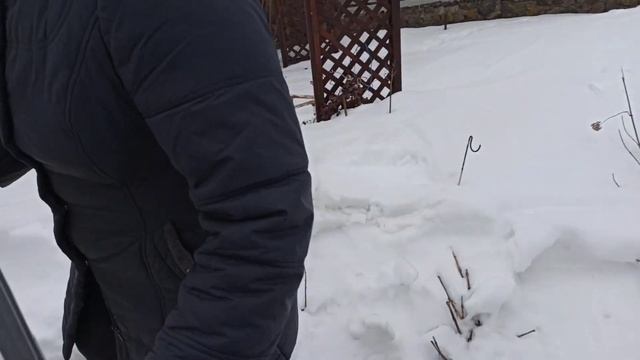 Теплица"Сибирская Комфорт"Два года после покупки. смотреть онлайн