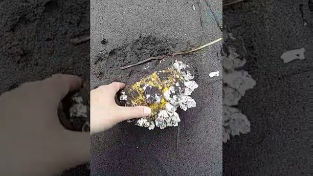 Балянусы и антропоген.Камчатка.Авпчинская бухта.Мусор.Экосистема.Заповедный край смотреть онлайн