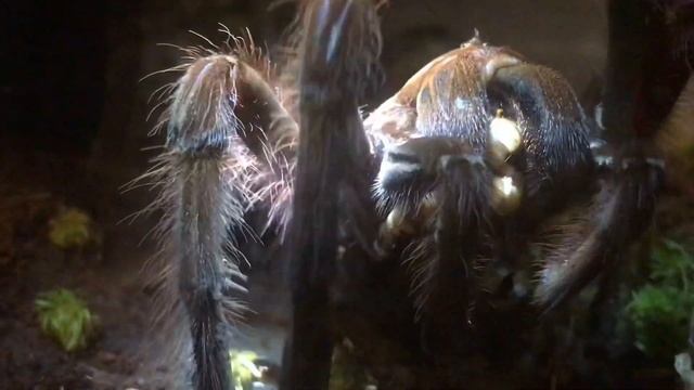 Theraphosa Apophysis ( Pink Foot Goliath Bird Eater ) Feeding смотреть онлайн