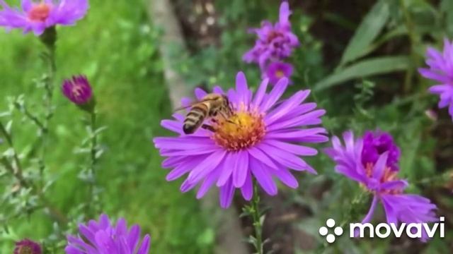 Природа новая интересная зборка видео удивительный Мир Животных Dikaya Priroda