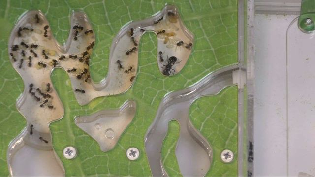 Муравьиная ферма смотреть онлайн