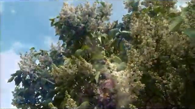 Арт-видео. Сирень Серебряного века смотреть онлайн