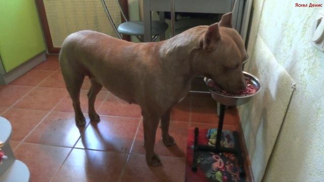Питбуль Ася. 4 мес и 2 года 4 мес. Команда - кушать. American pit bull terrier Asya. смотреть онлайн