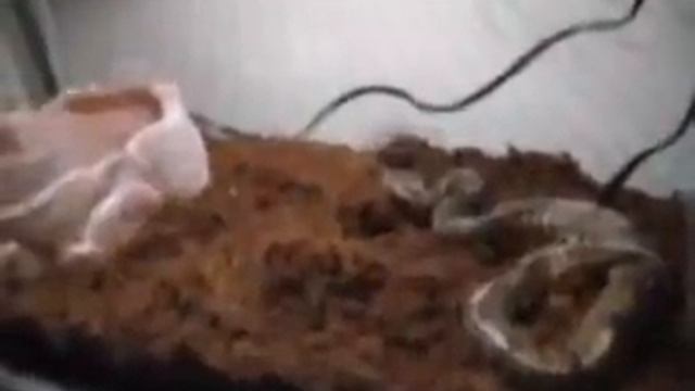 Seth eats his first mouse. смотреть онлайн