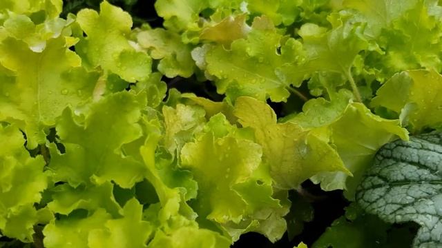 Heuchera 'Lime Marmelade' смотреть онлайн