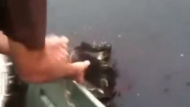 Guided Louisiana Alligator Hunts!