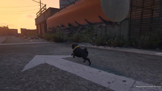 GTA 5 Пасхалка КАК СТАТЬ ЗВЕРЕМ МОПС ЛОФОФОРА №5 смотреть онлайн