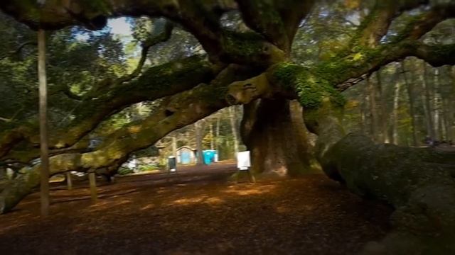 Spaghetti Tree? 10 Most Weird Trees смотреть онлайн
