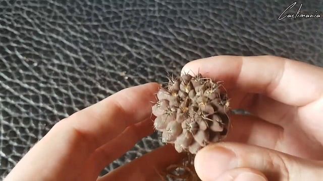 Cactus & Succulent Birthday Gift Unboxing - Lots Of Stunning Haworthia