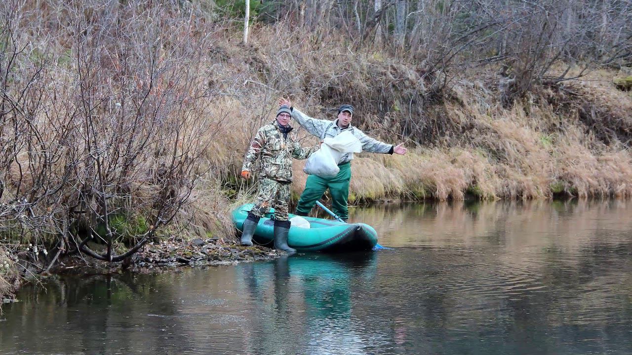 Коврижка. 7-8 октября 2017 г.