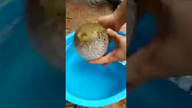 Рыбка ежик смотреть онлайн