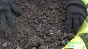 Посадка цветов в клумбу из автомобильного колеса