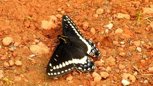 Swallowtail Butterflies (Papilionidae) смотреть онлайн