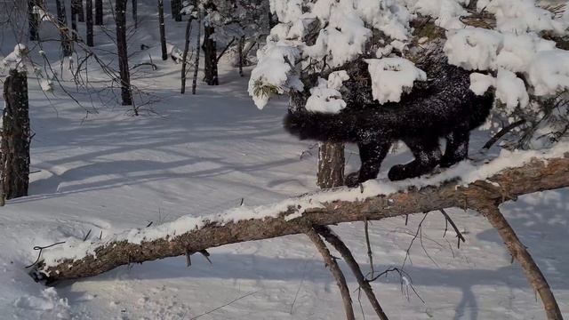 Snow black leopard 4K смотреть онлайн