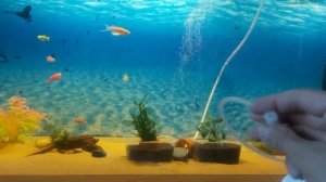 Аэрация в аквариуме! Регулировка пузырьков