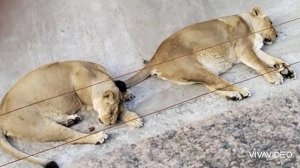 🐕🐈🐫🦆 В МИРЕ ЖИВОТНЫХ ...🦆🐫🐈🐕