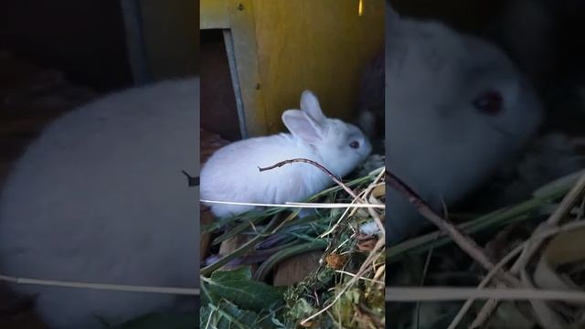 милые кролики | деревенская жизнь смотреть онлайн