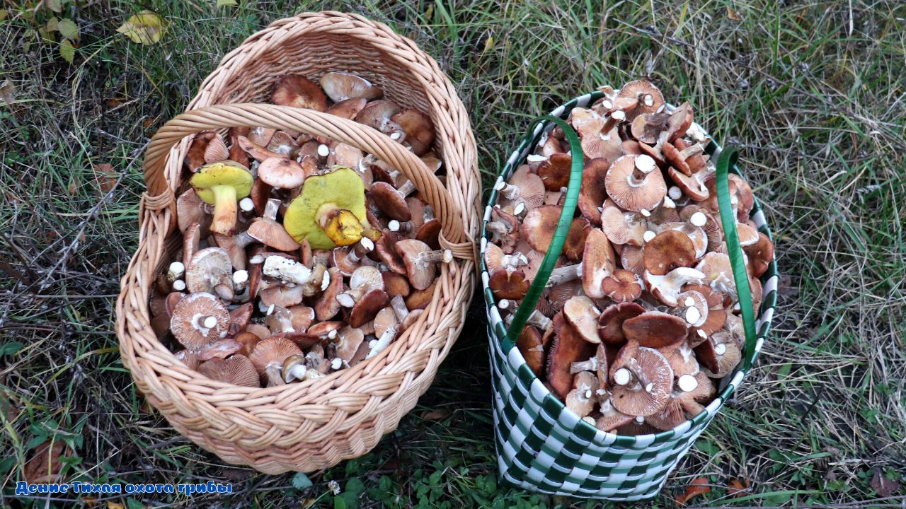 Зимние, осенние опята и гигрофоры под дубами смотреть онлайн