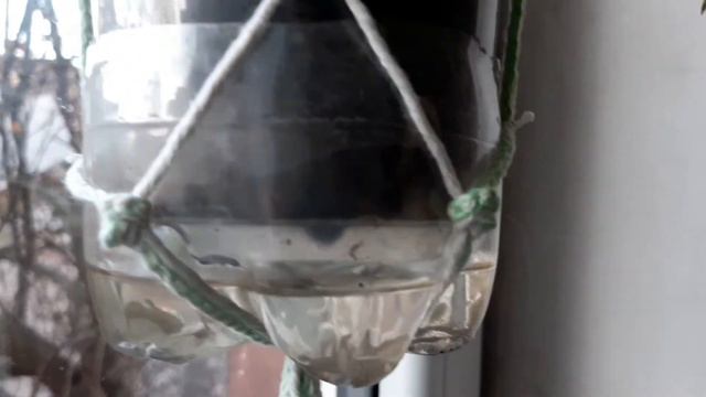 Филодендрон Бразил, отпадают молодые листья 🤔😔 , будем наблюдать. смотреть онлайн