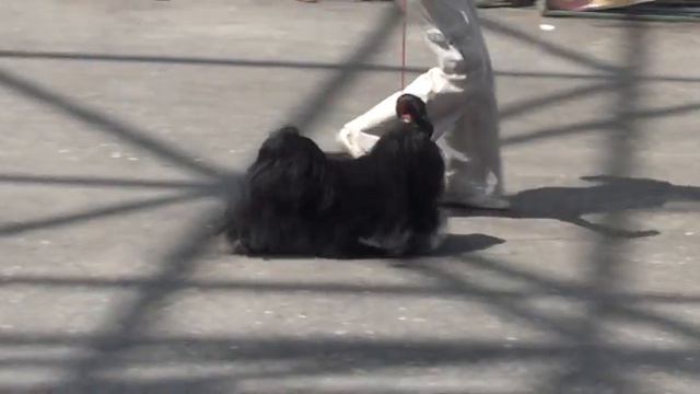 20120505130514.mpg смотреть онлайн