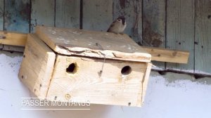 КОНКУРС! Домик для птиц от Скворечных Дел Мастера