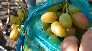 Кураж- крупноплодный, вкусный виноград