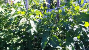 Томат Мэри Робинсон розовая жемчужина вашей дачи с чудесным вкусом