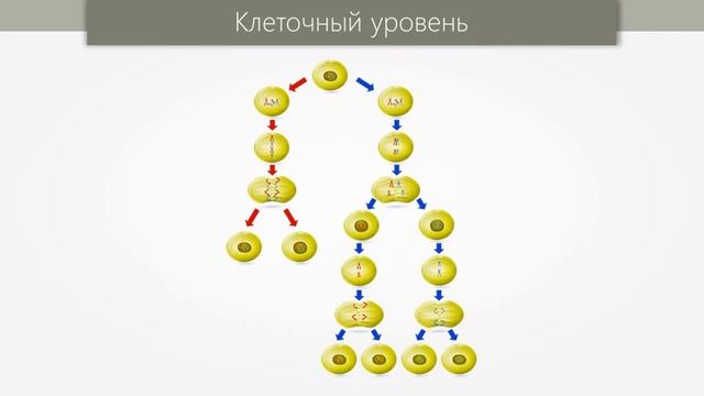 3.Уровни организации живой материи. ЕГЭ Биология / 10класс