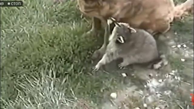 Купи енота смотреть онлайн