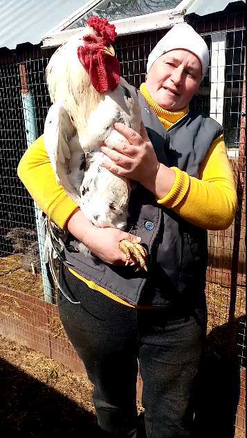 Из яйца в петуха за 14 секунд смотреть онлайн