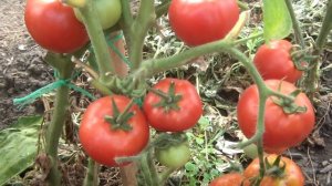 Томат Любаша F1  от Партнера. Взвешиваем плоды