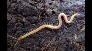 Многоножки-2