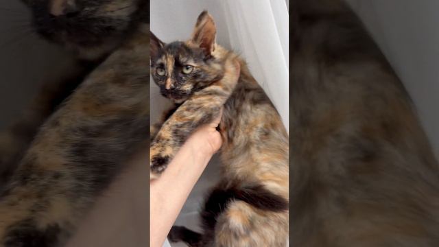 Ласковая, трехцветная урчалочка ищет добрые руки 🙏🏻 смотреть онлайн